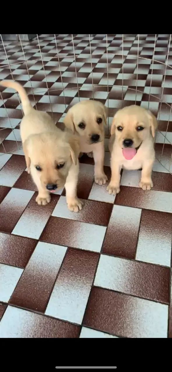 Labrador Bolinhas de Energia e Amor!