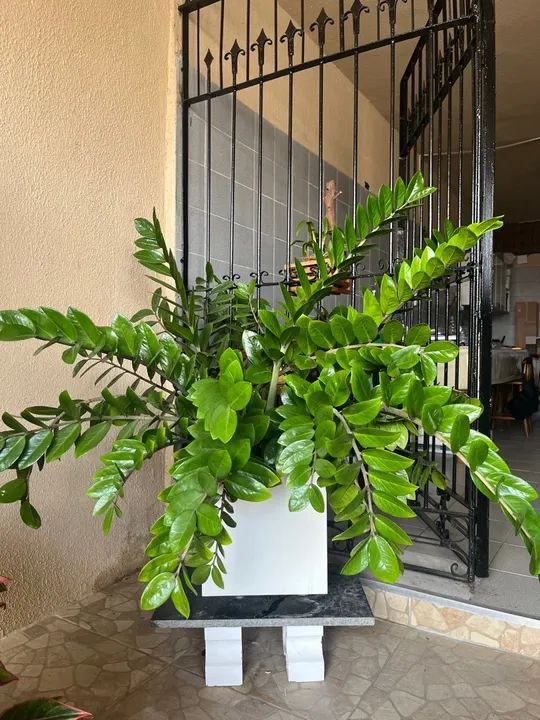 Planta Zamioculcas Zamiifolia em vaso branco