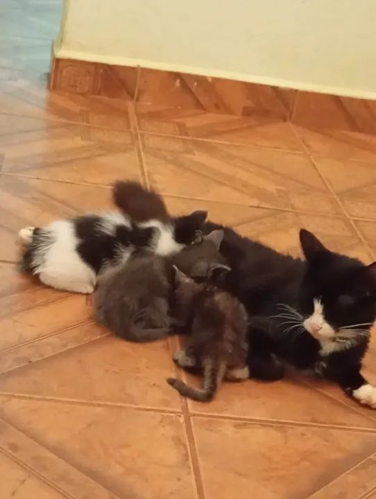 MIAUdote >> Lindos Filhotinhos de Gato para Adoção