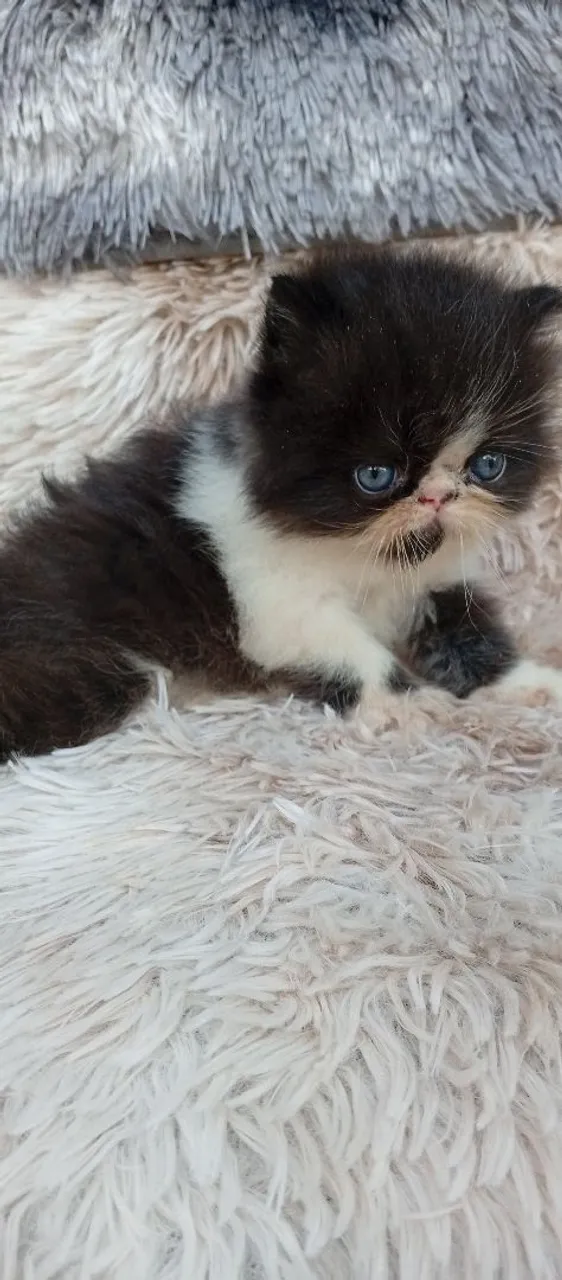 Gatinho Persa com excelente padrão!