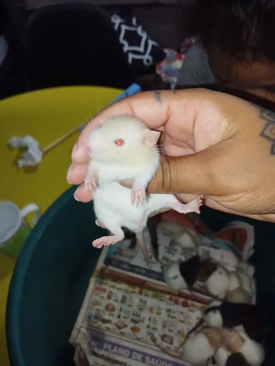 Ratos Twister filhotes disponível  - Foto 4