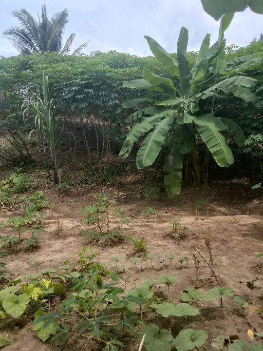 Vendo se uma chácara de dois linhas valor 90 mil pego carro aberto no negócio - Foto 4