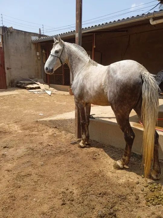 Cavalo de sela e carroça  - Foto 3