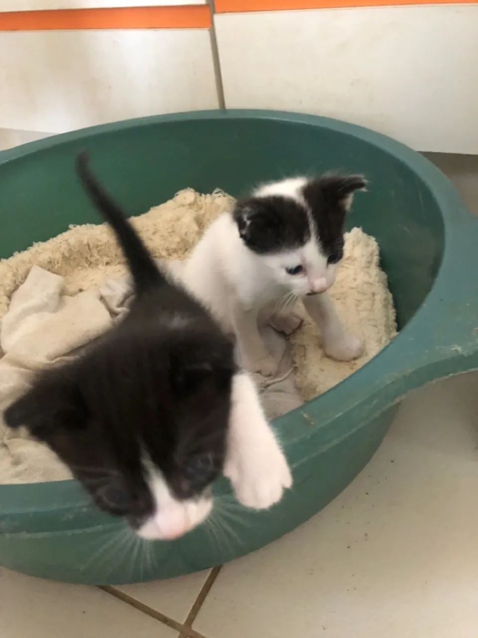 Gatinhos para adoção (1 macho e 1 fêmea) - Foto 3