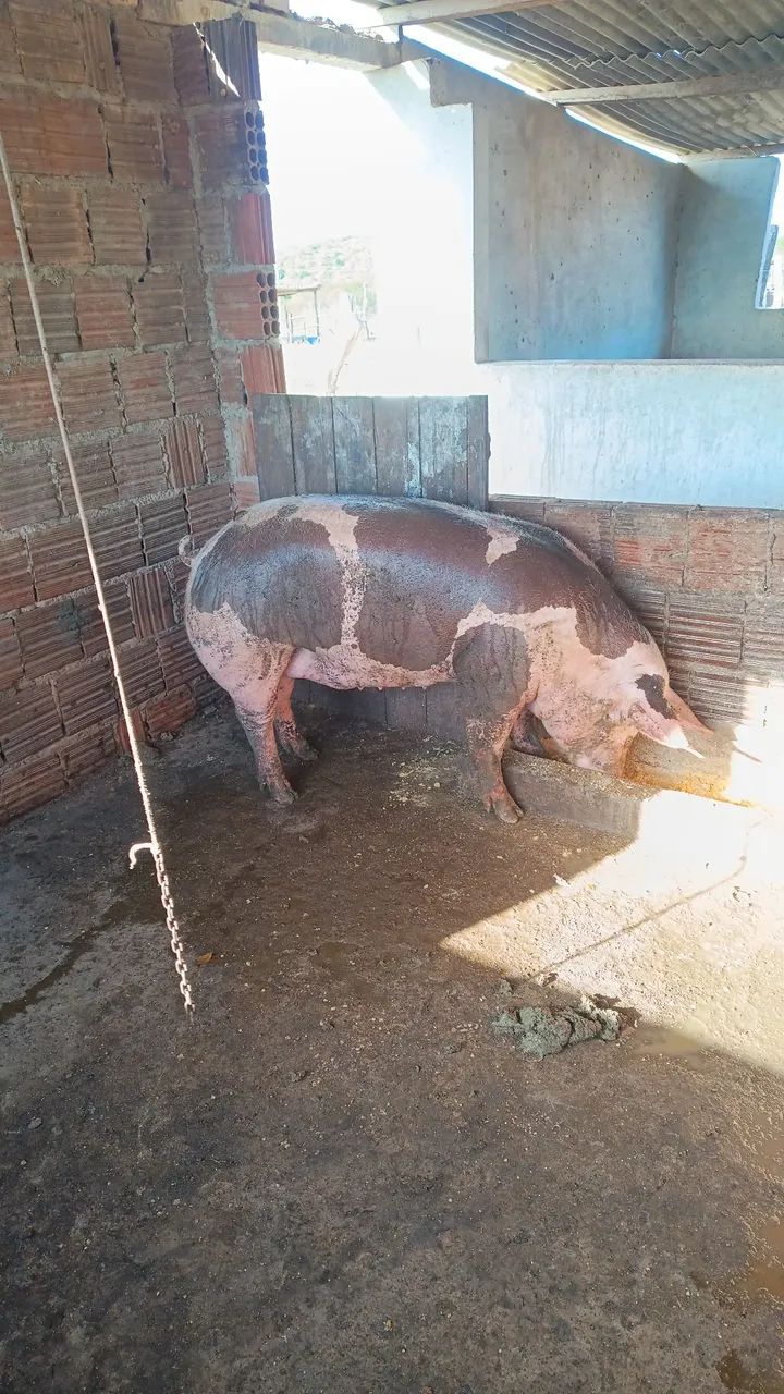 Porcas  - Foto 5