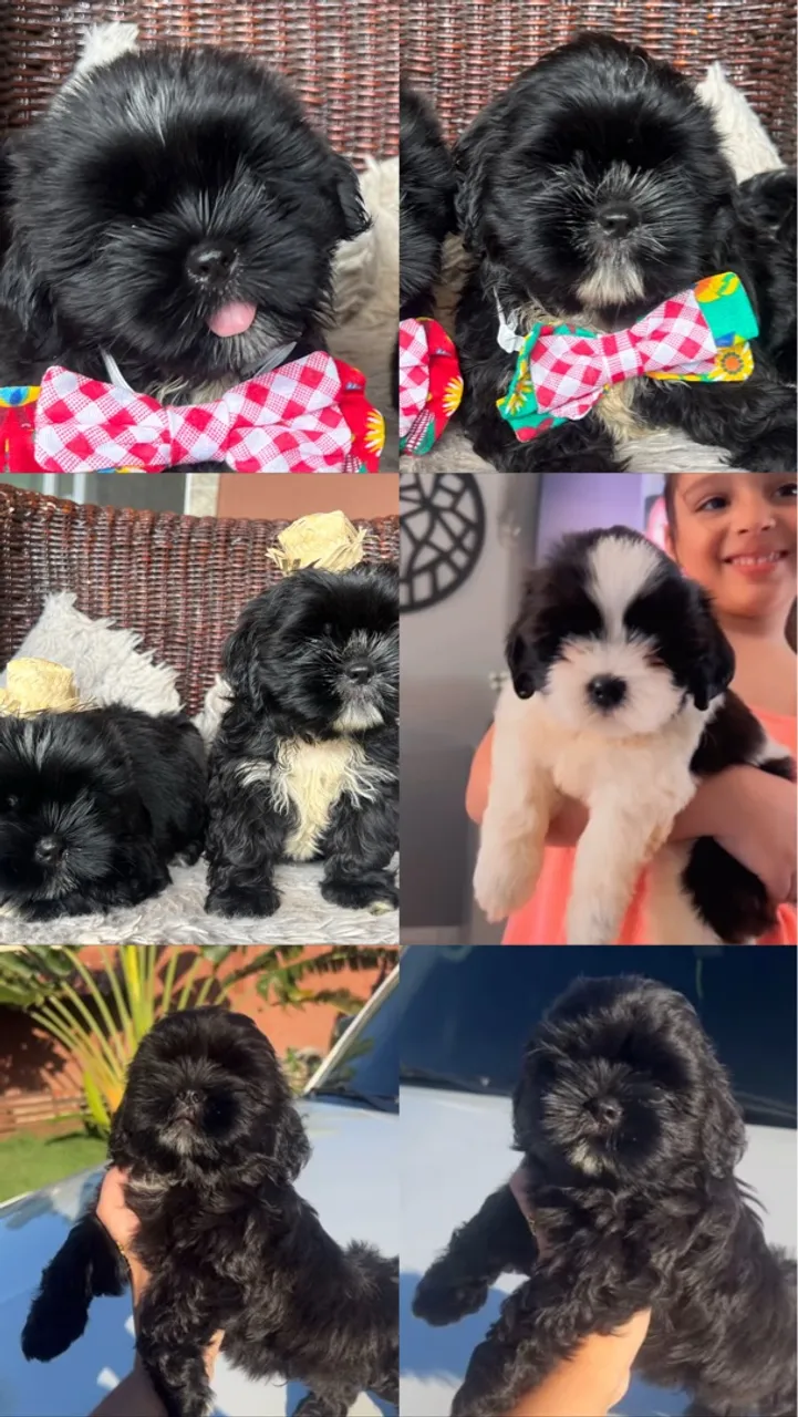 Promoção SHIHTZU 
