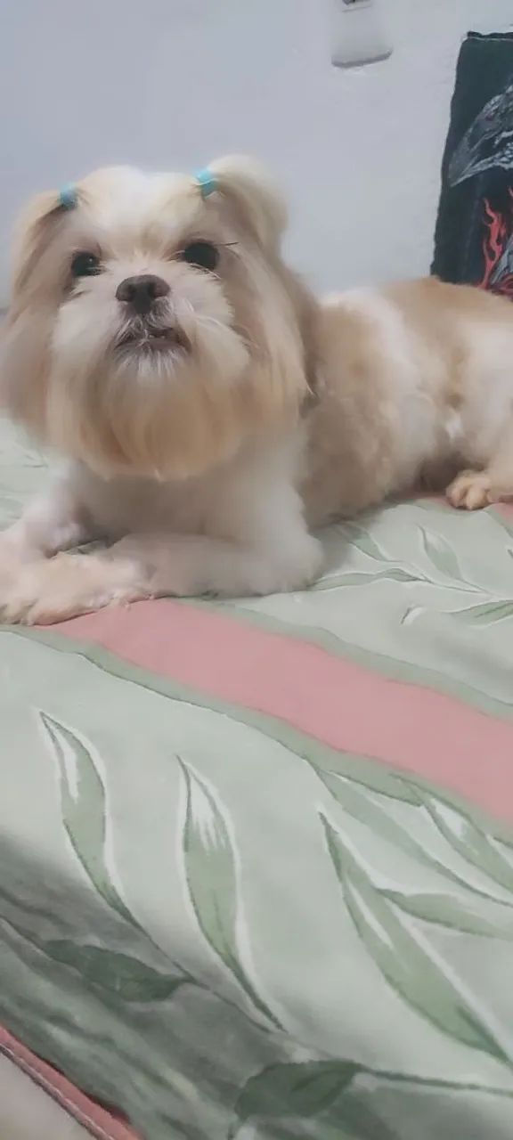 Vende se shitzu macho  - Foto 4