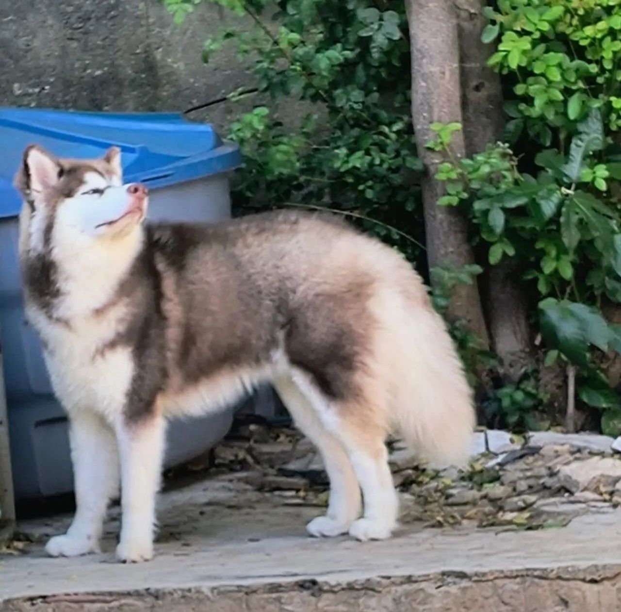 Husky Siberiano macho  - Foto 2