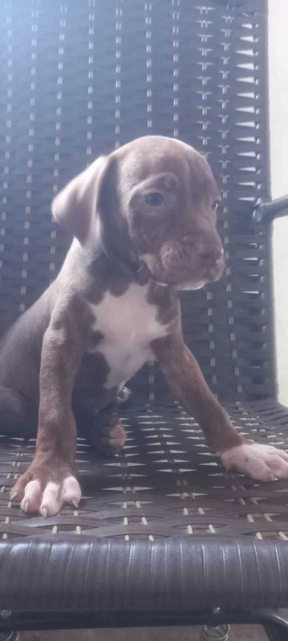 pitmonster