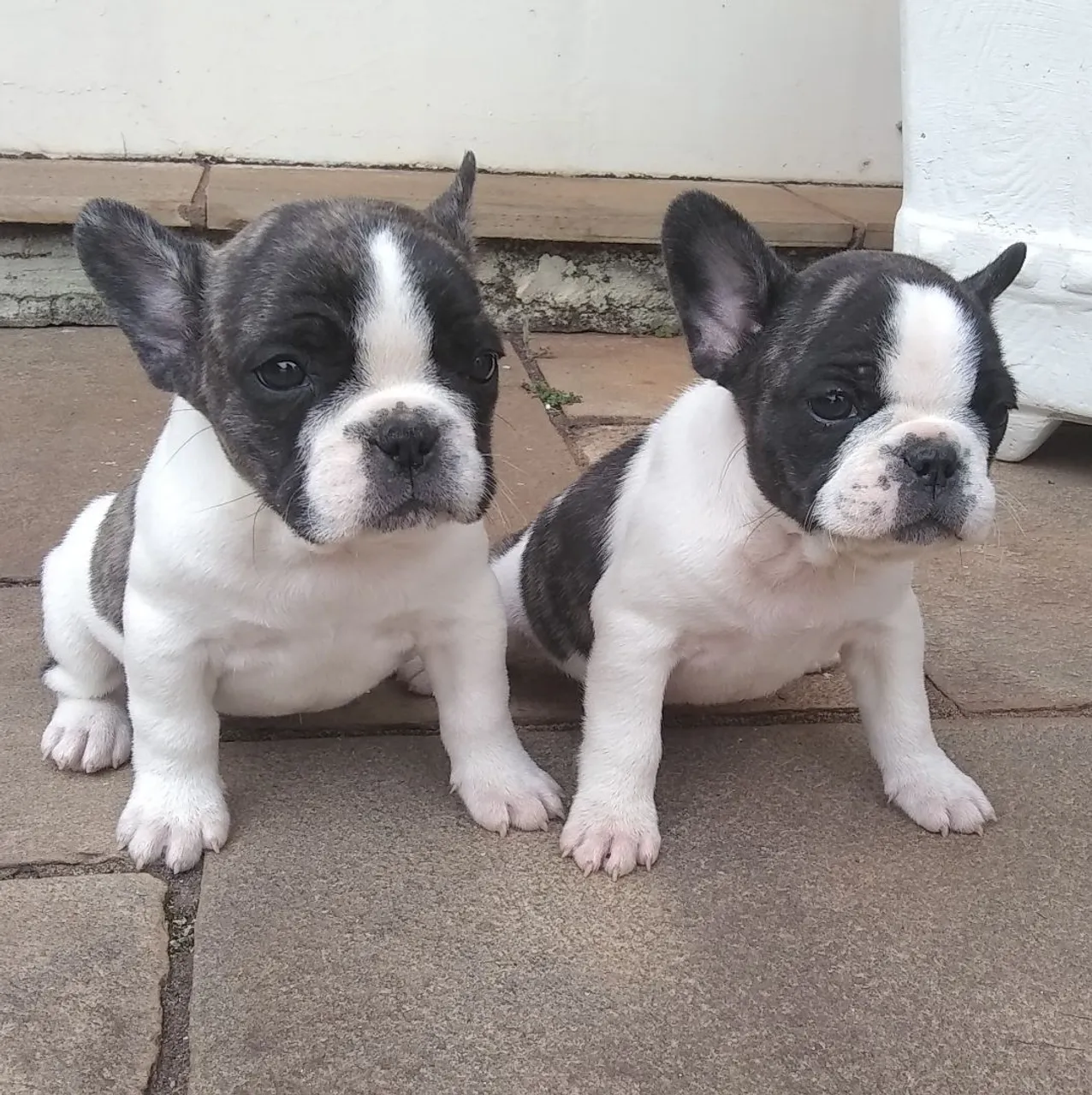 Bulldog Francês : Fêmeas de Procedência