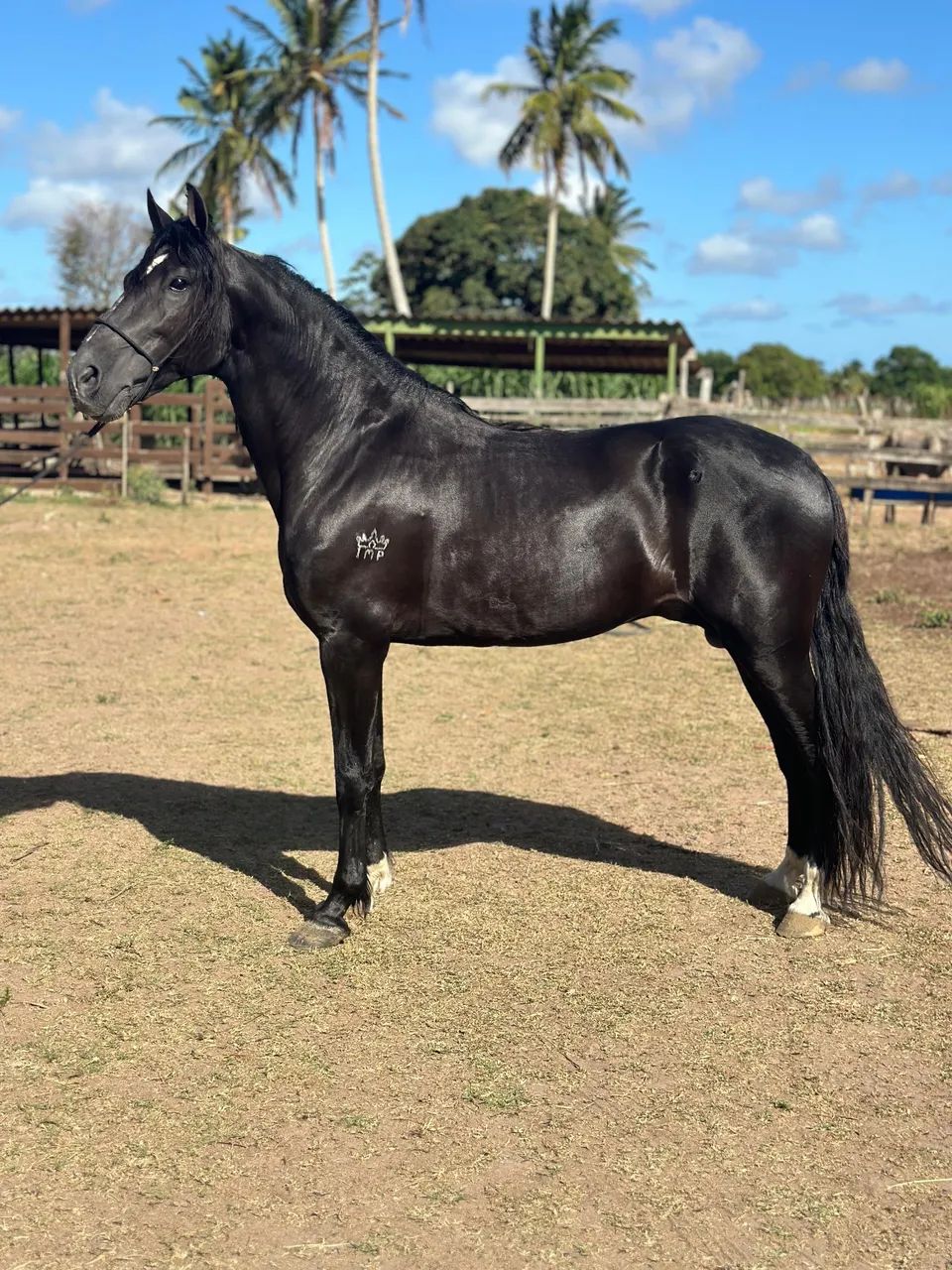 Cavalo mangalarga 