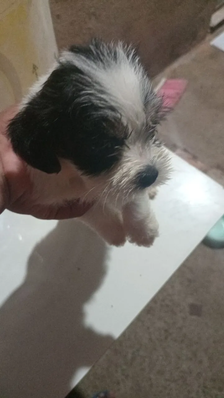 Cachorrinho poodle.