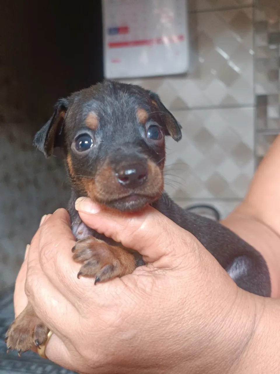 Filhote de Pinscher disponível para vender