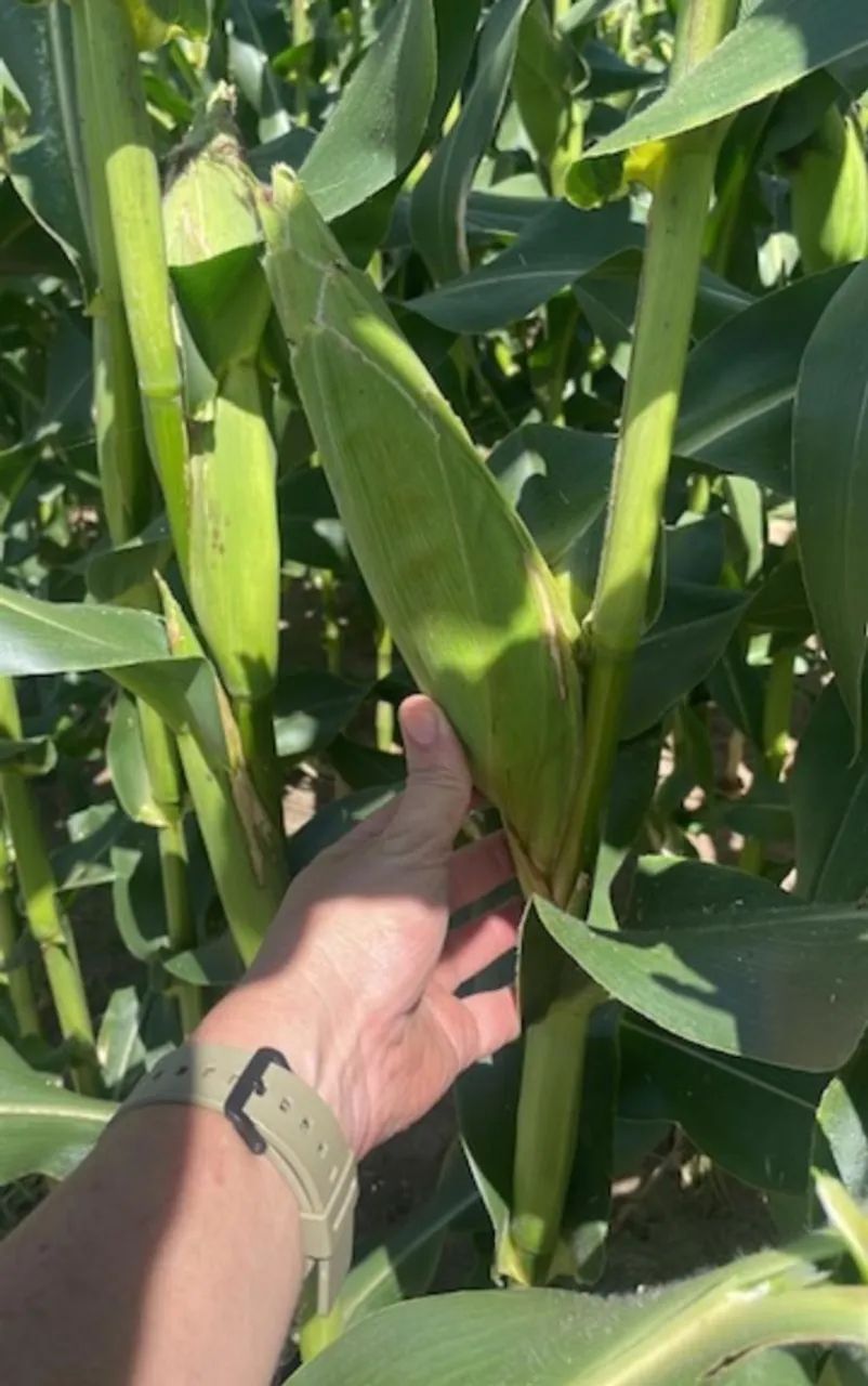 Silagem de milho - Foto 2