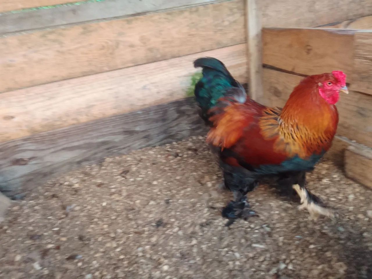  pintinho brahma - lote com 10