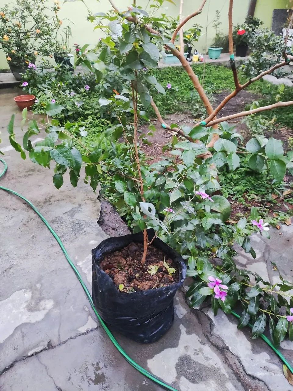 Planta frutífera - pé de pitanga preta rara - Foto 4
