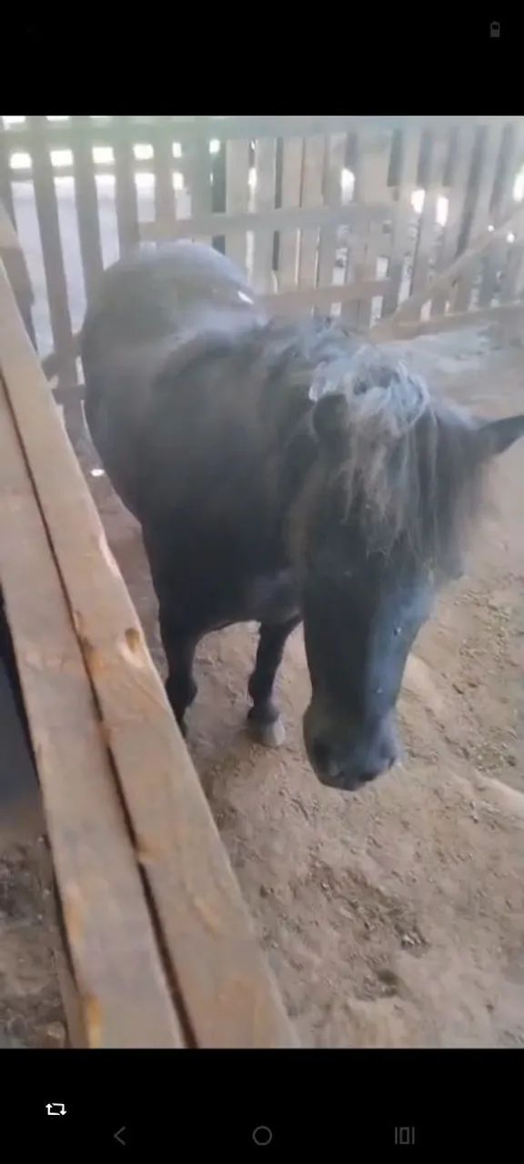 Pônei muito manso e vai até no serviso no laço tbm - Foto 2