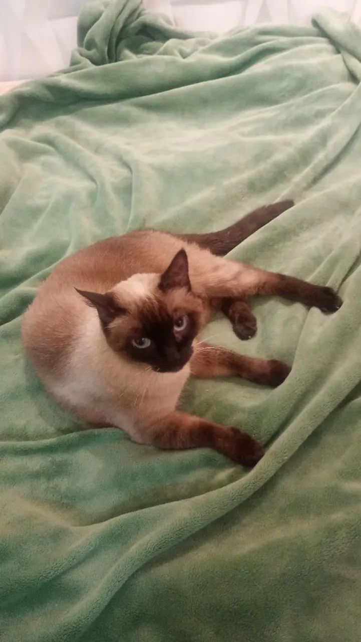 Gatinha Siamês para adoção castrada  - Foto 2