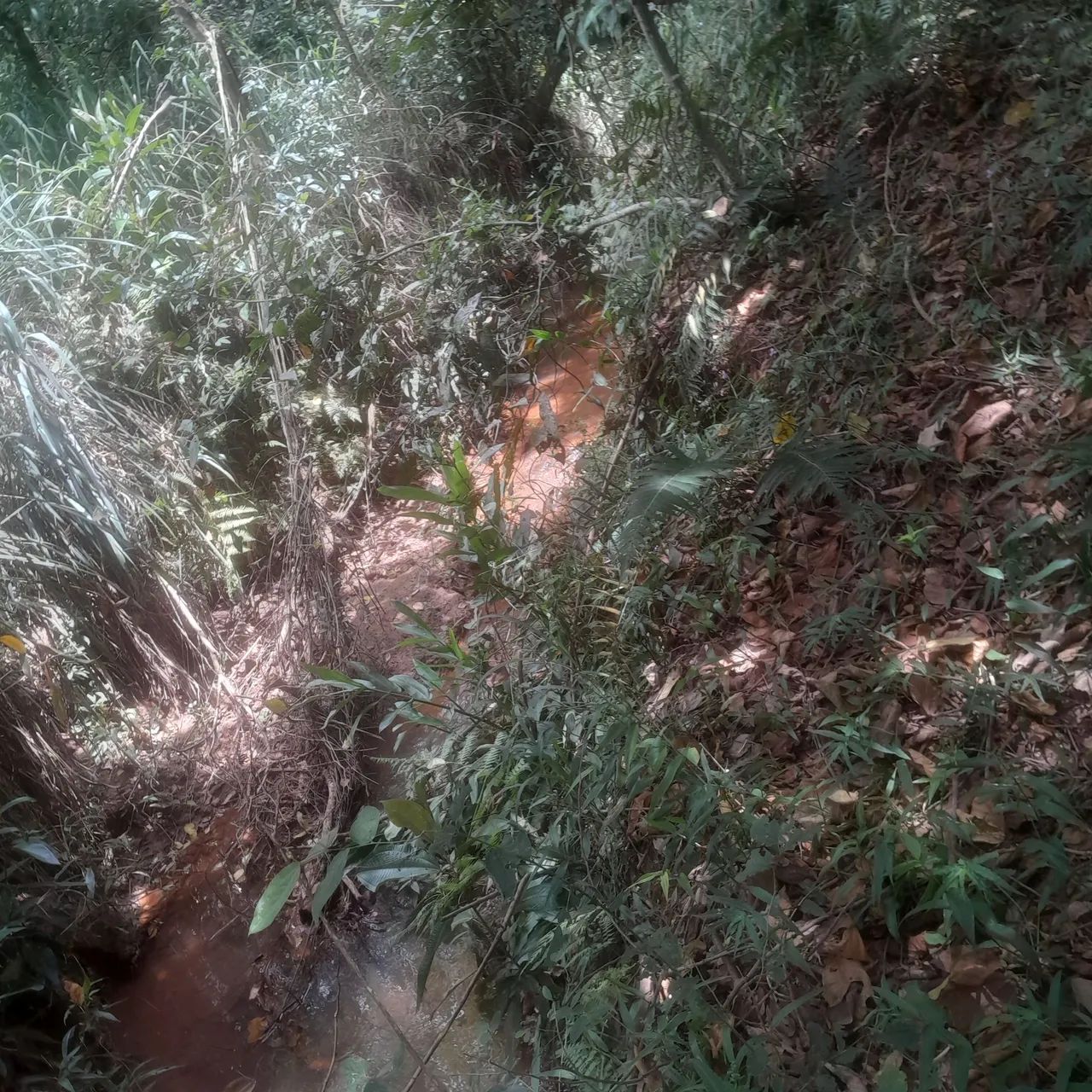 Terreno  com riacho e natureza exuberante - Foto 4