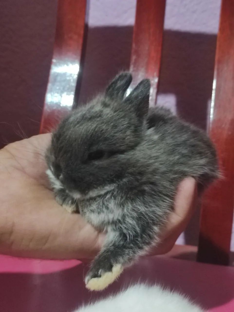 Coelho Netherland - Foto 3