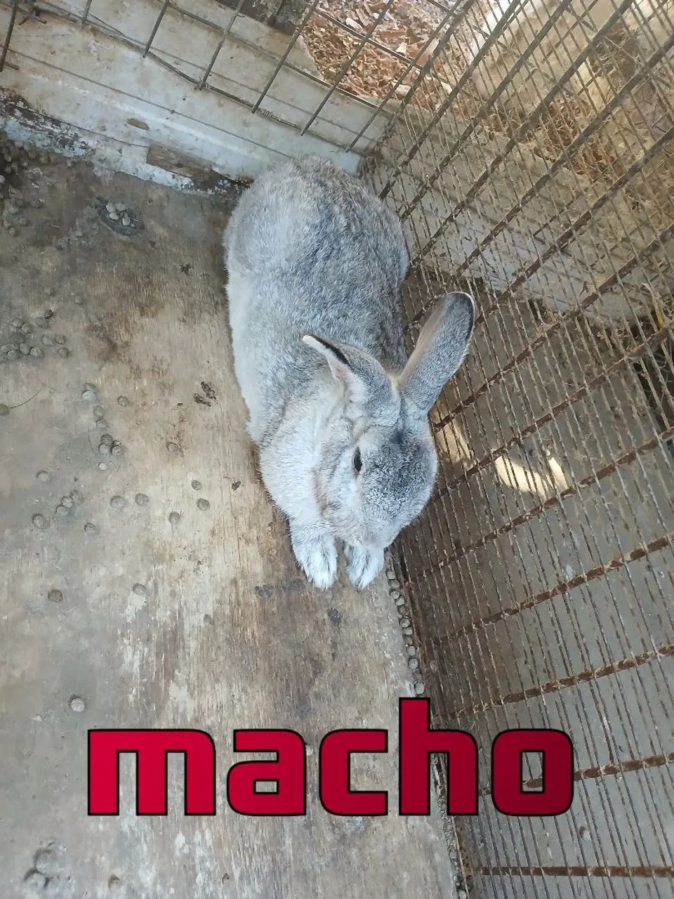 Coelhinhos Filhotes - Lindos e Adoráveis! - Foto 5