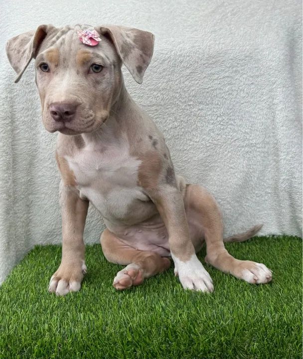 Micro American Bully Pocket Merle Micro Bully Rescue Pocket