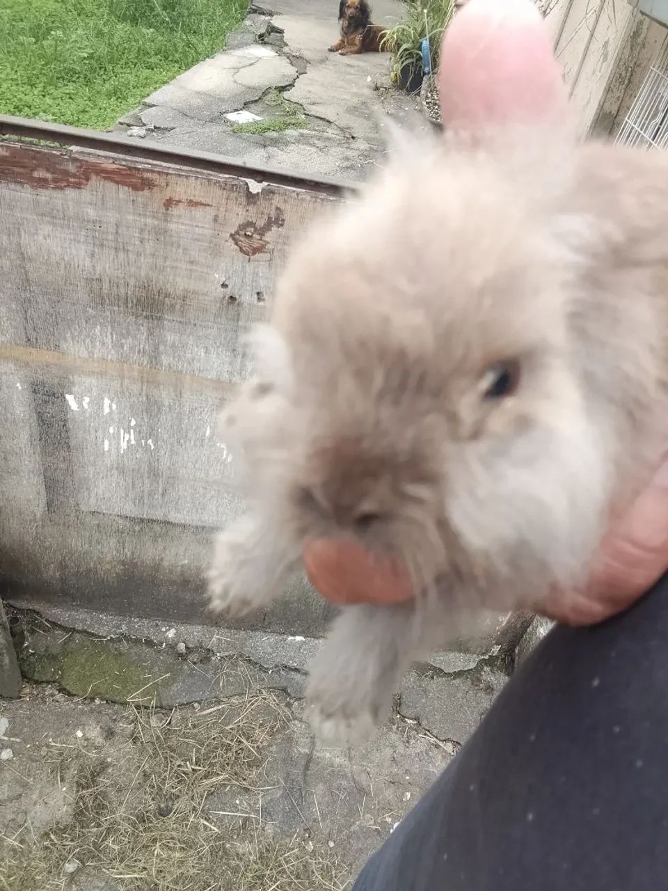 Coelho Lionhead Fofo