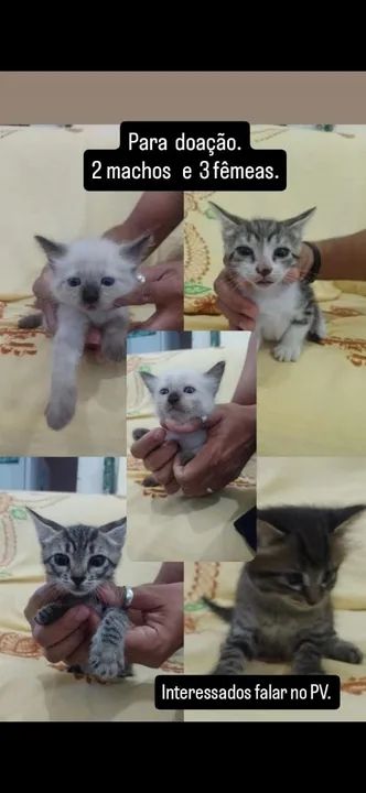 Lindos filhotes para doação!