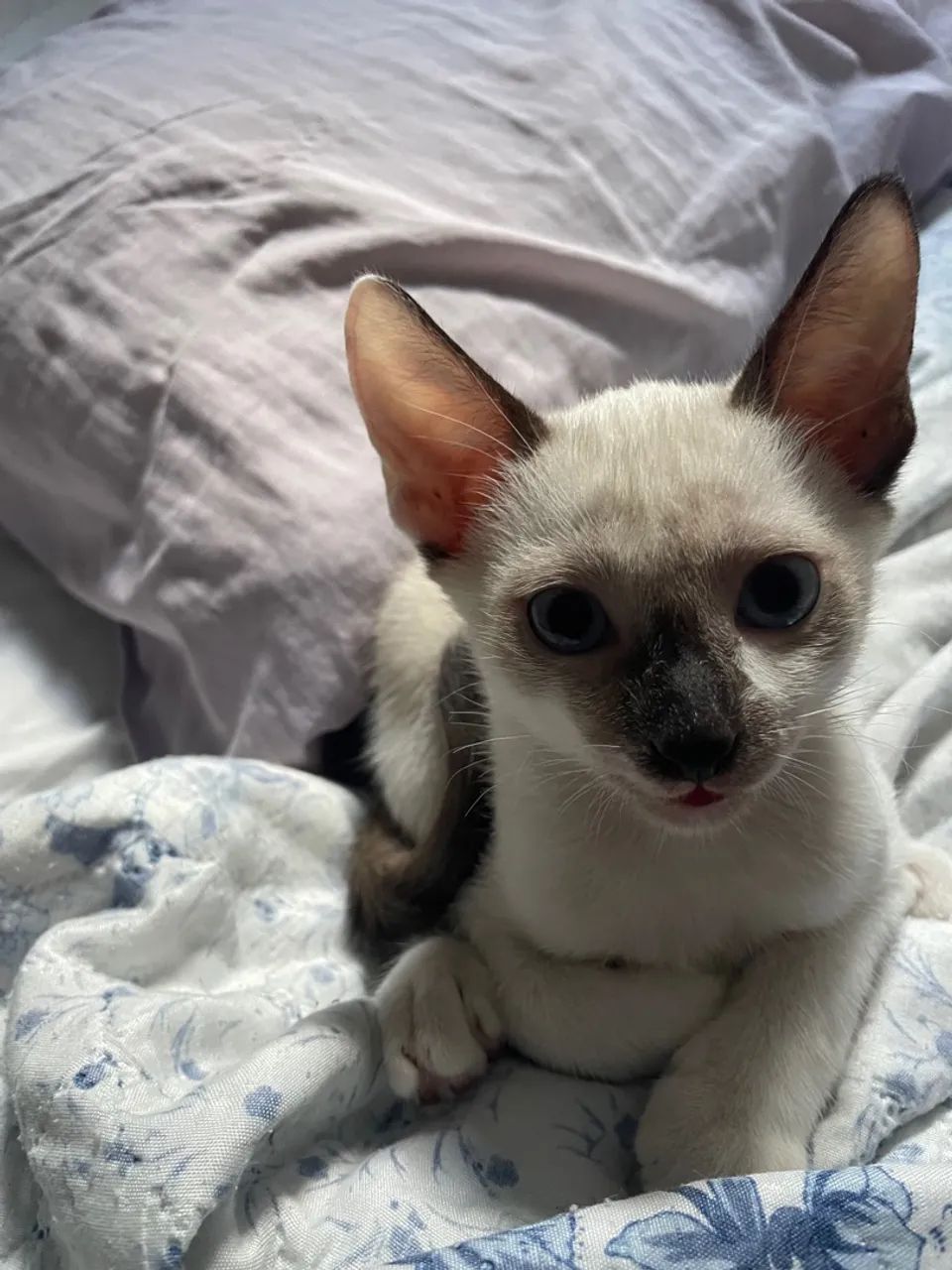 Gatinho macho para adoção - Foto 6