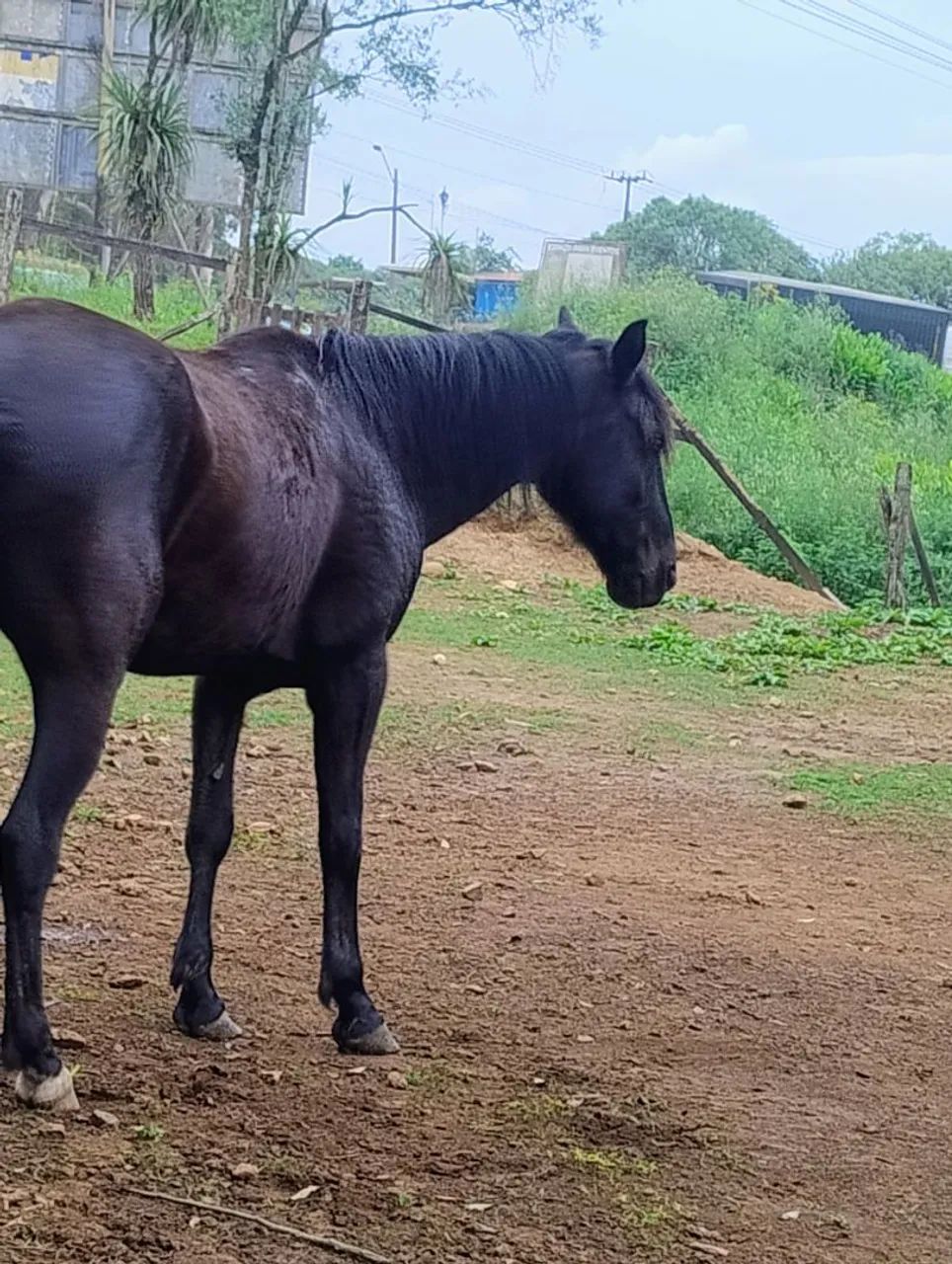 Cavalo preto famoso mico ta po brik - Foto 2