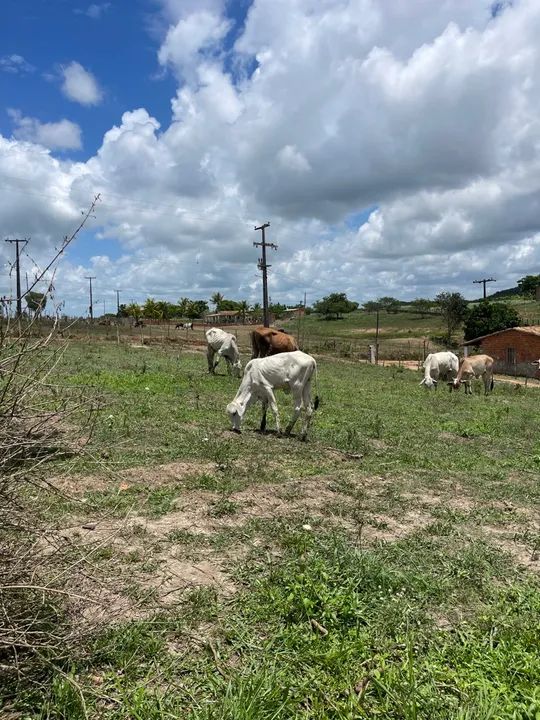 4 bezerros Nelore recém desmamados pra vender! 