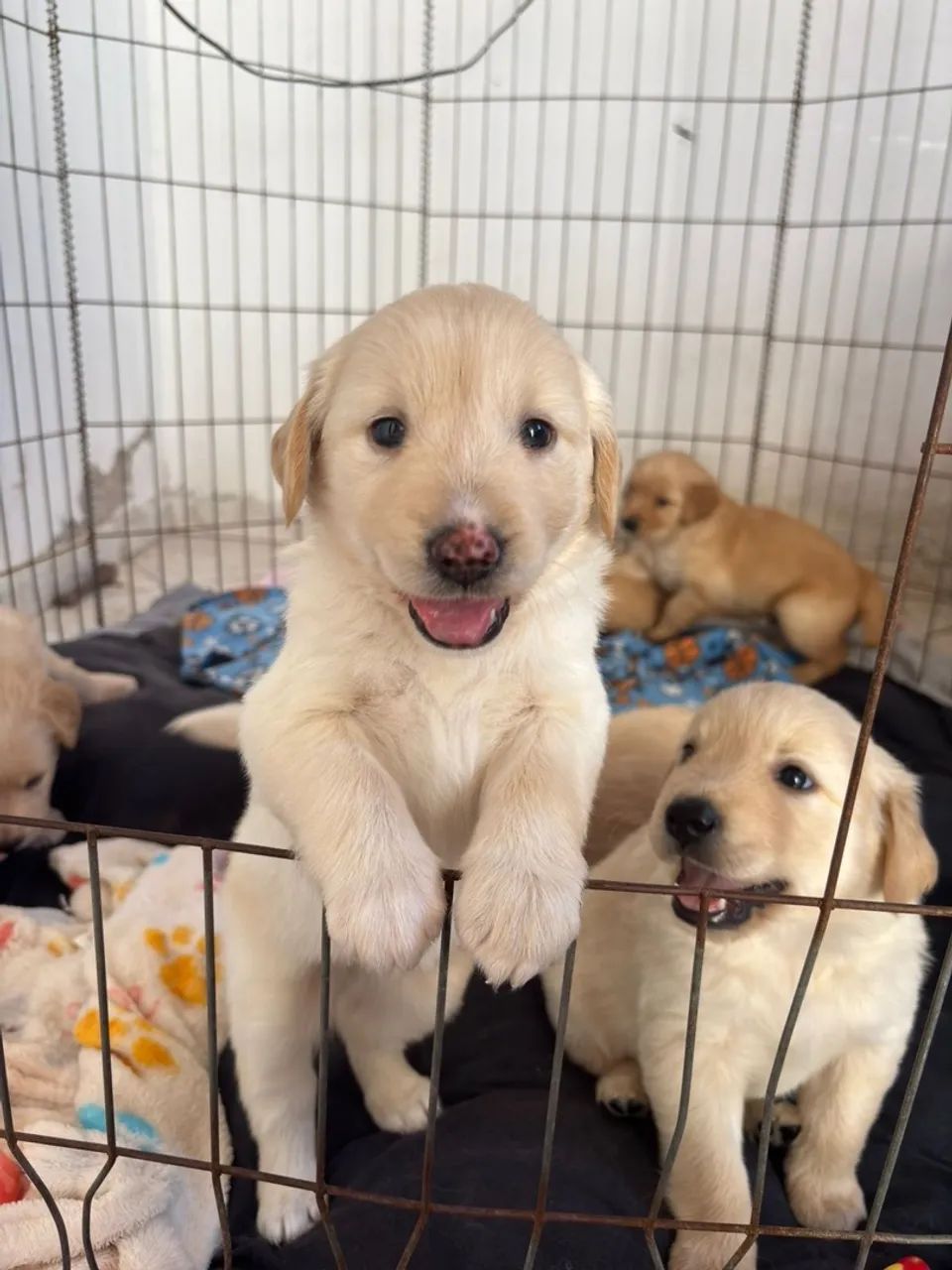 Filhote Golden Retriever - Fofo e Brincalhão - Foto 2
