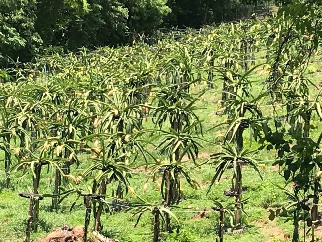 Mudas de Pitaya Auto fertil.