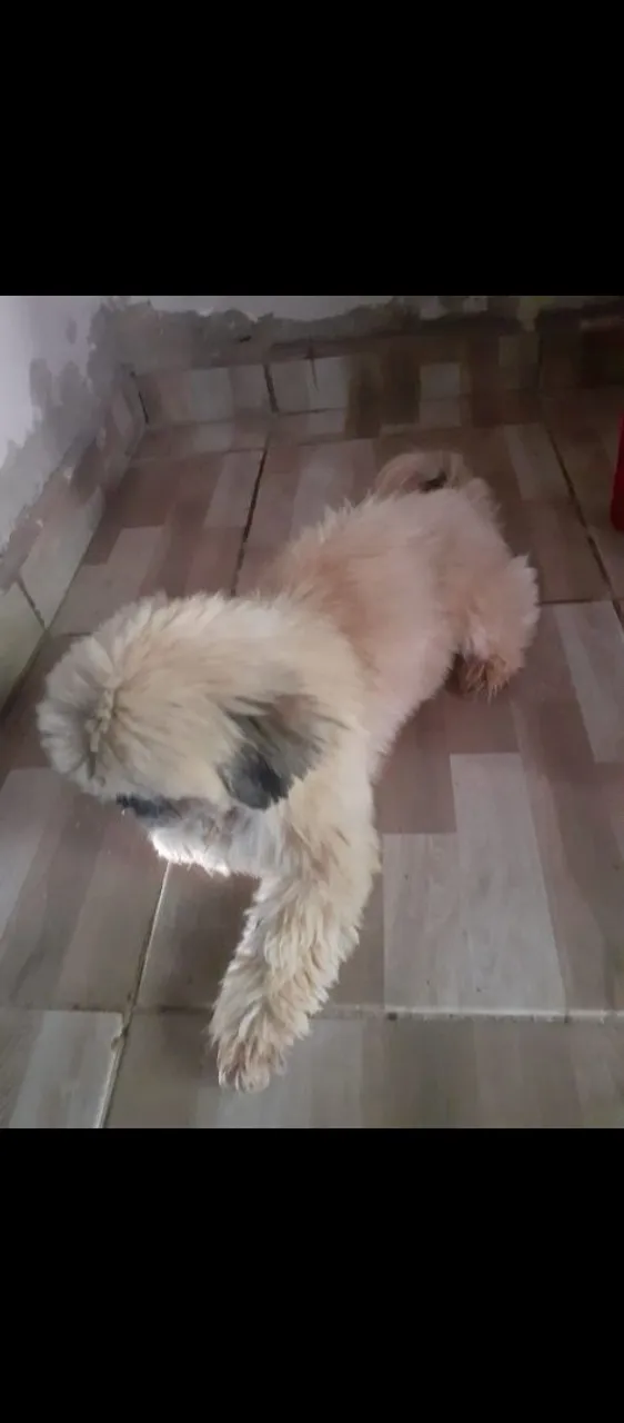 Shih Tzu Charmoso