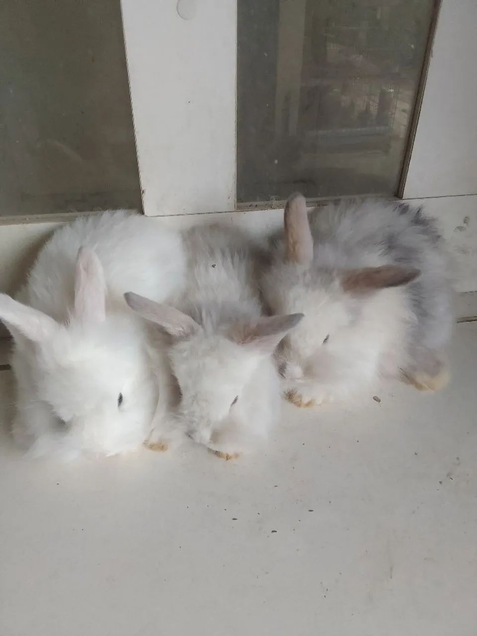 Vendo filhote de coelho mini laion. - Foto 2