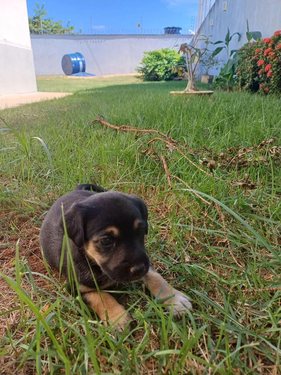 Filhote de cachorro adorável para adoção!