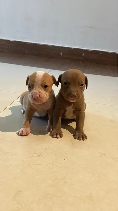 Dois filhotes de Pitbull