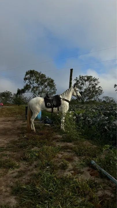 Égua Manga Larga  - Foto 2