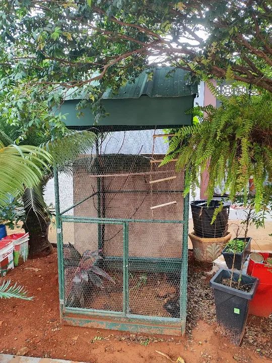Gaiola viveiro grande quase doação pra levar logo - Foto 4
