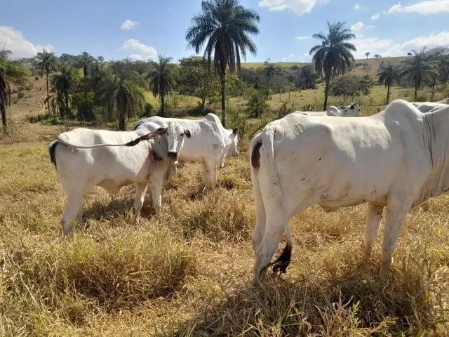 Fazenda de 50ha em Dores do Indaiá - Foto 12