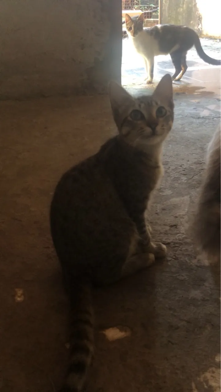 Gatinho filhote para adoção