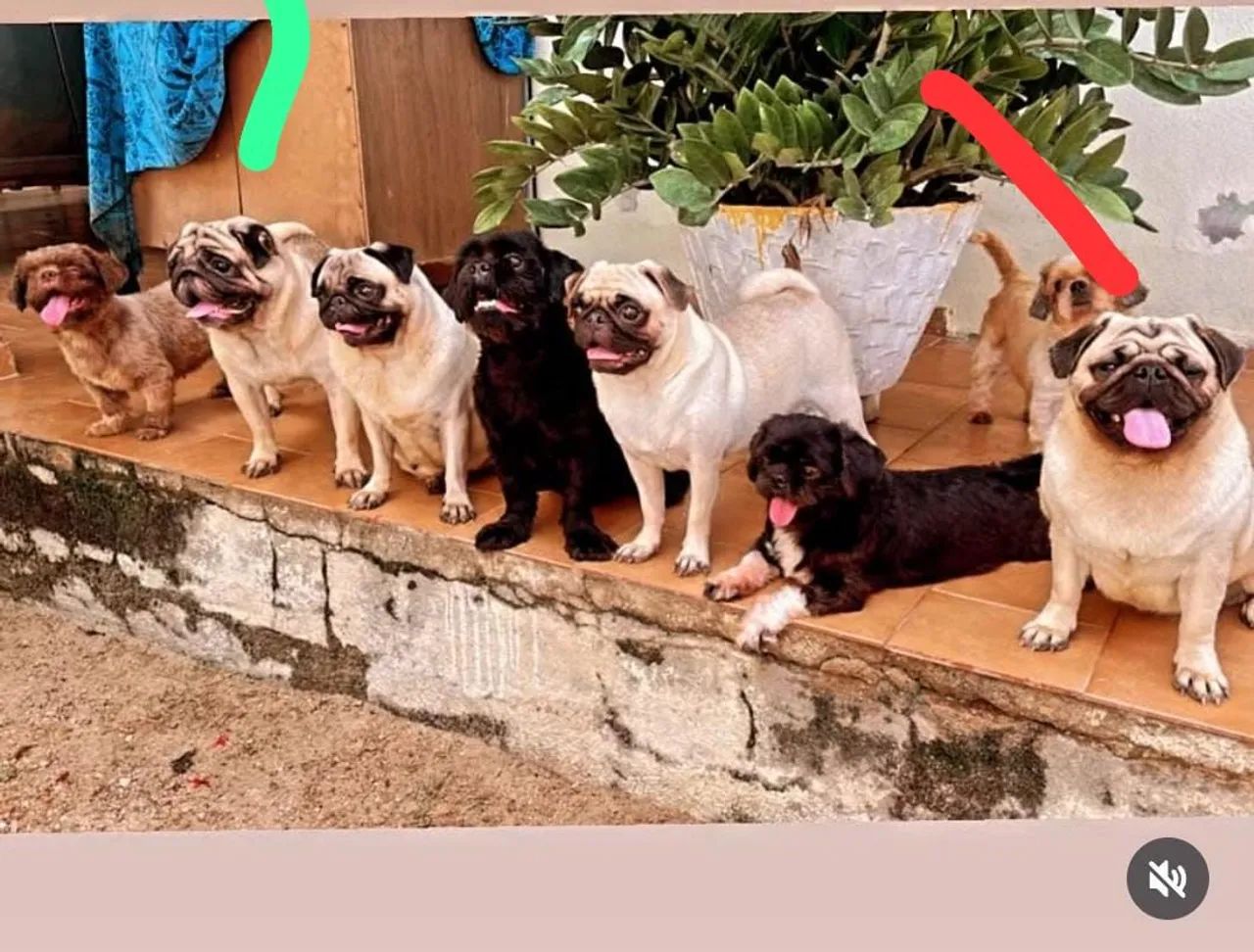 Filhotes de Pug disponíveis para venda, abrindo reserva. - Foto 5