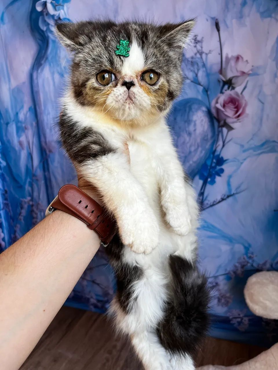 Gato exótico persa  - Foto 2