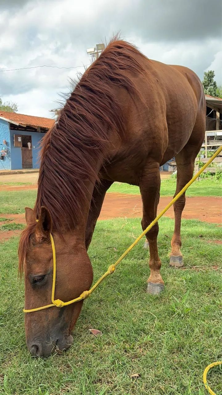 Égua quarto de milha - Foto 4