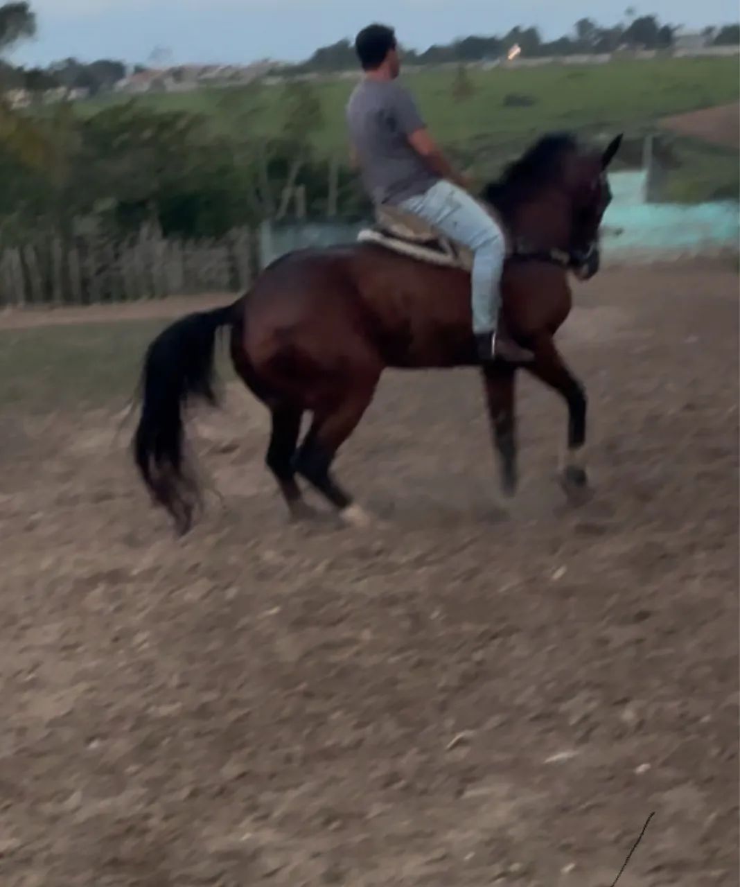 Cavalo quarto de milha de direita !!!!