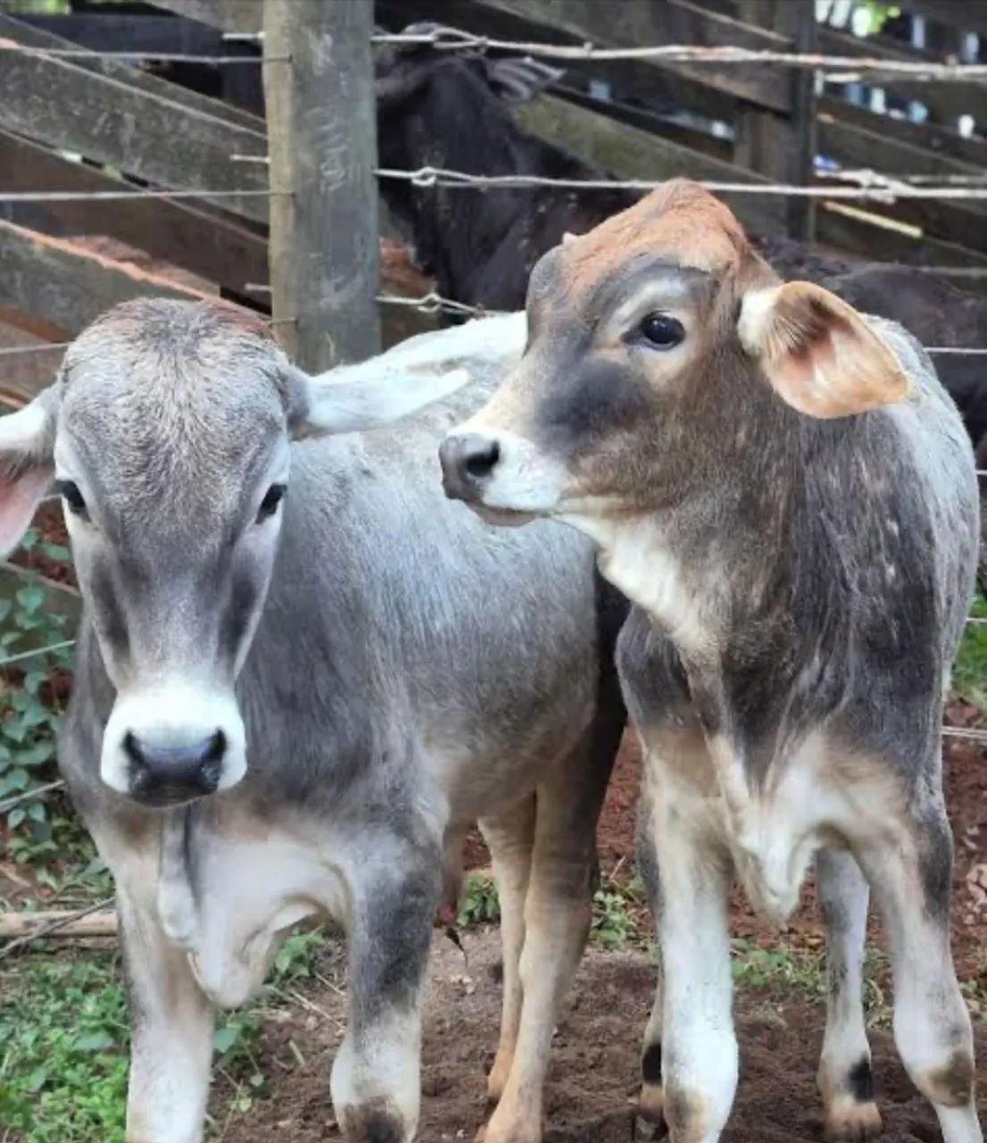 Vendo 35 cabeças de gado - Foto 4
