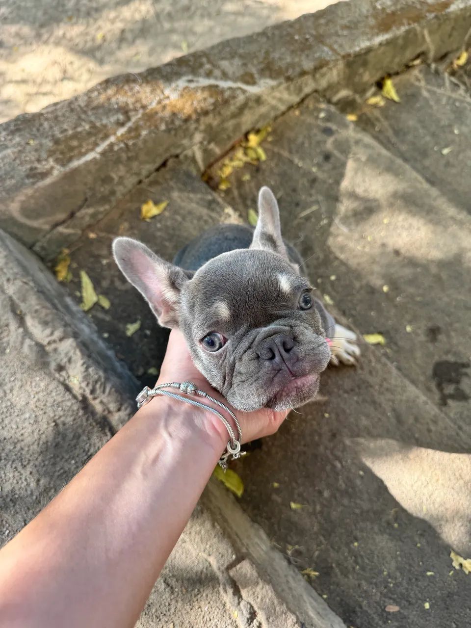 Bulldog Francês  - Foto 3