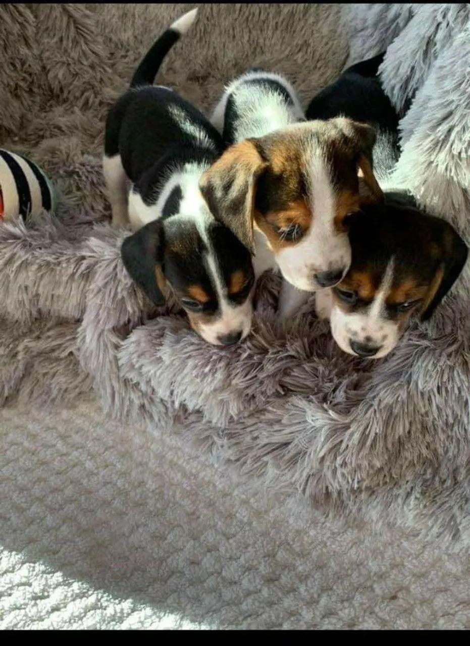 Beagle personalidade forte 