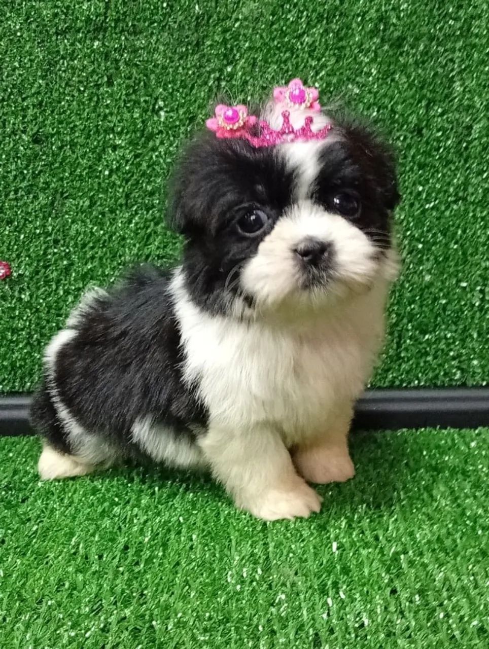 Vendemos cachorro de raça para canil pessoal  - Foto 4