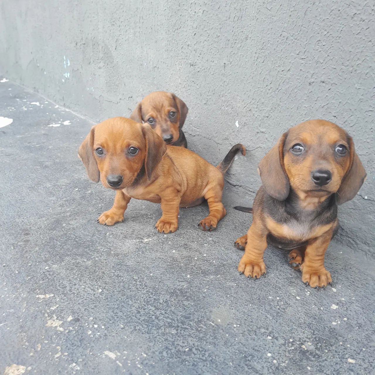 Cachorro  - Foto 5